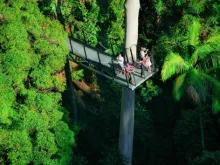 Explore Tamborine Tour Gold Coast Departure Skywalk on Explore Tamborine Tour Gold Coast Departure