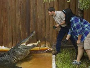 Gator Feeding at Gatorland Orlando