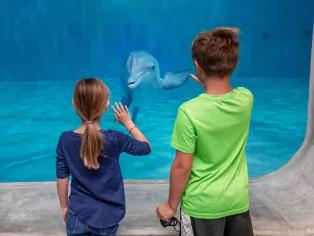 Boy and girl watching a dolphin at Clearwater Aquarium