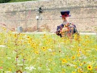 Superbloom at Tower of London and entry to Tower of London