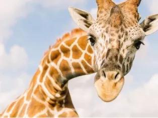 Wild Florida Drive Thru Safari