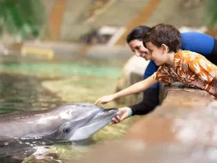 SeaWorld Orlando Dolphin Encounter