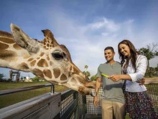 Couple feeding a giraffe on the Serengeti Safari at Busch Gardens