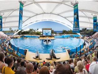 Orcas at Loro Parque