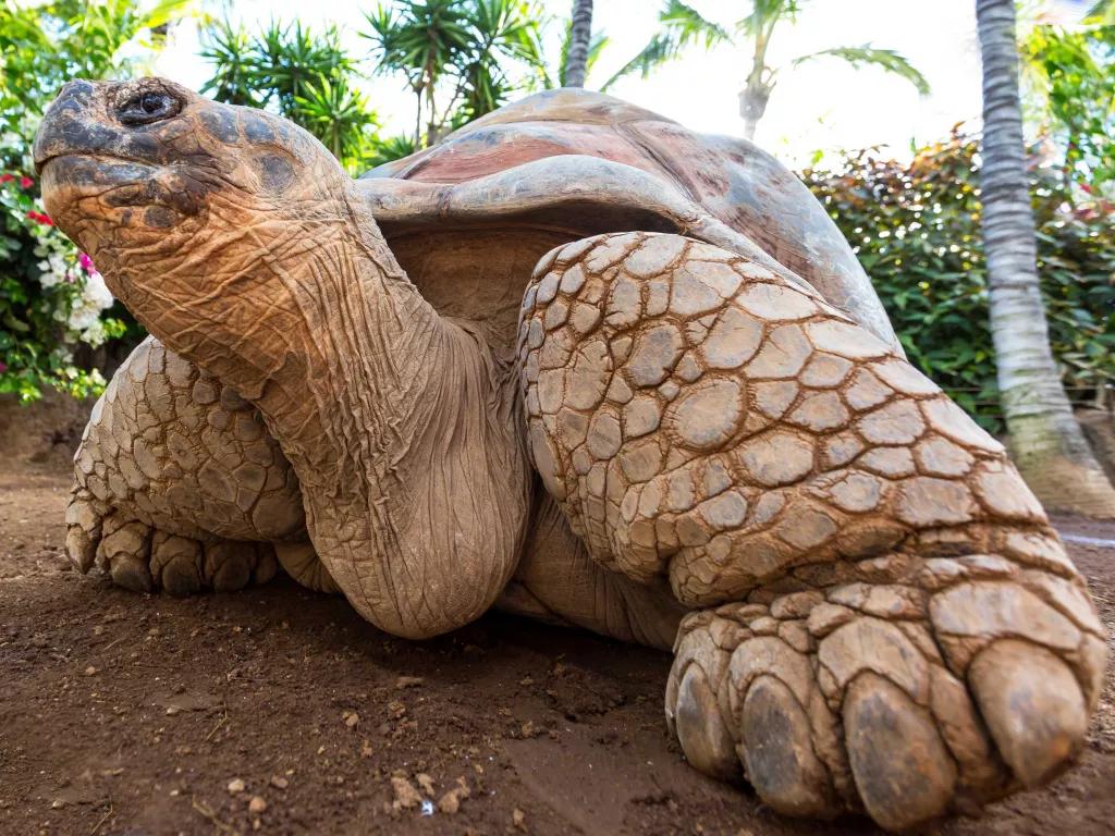 Giant Tortoise at Loro Parque in Tenerife