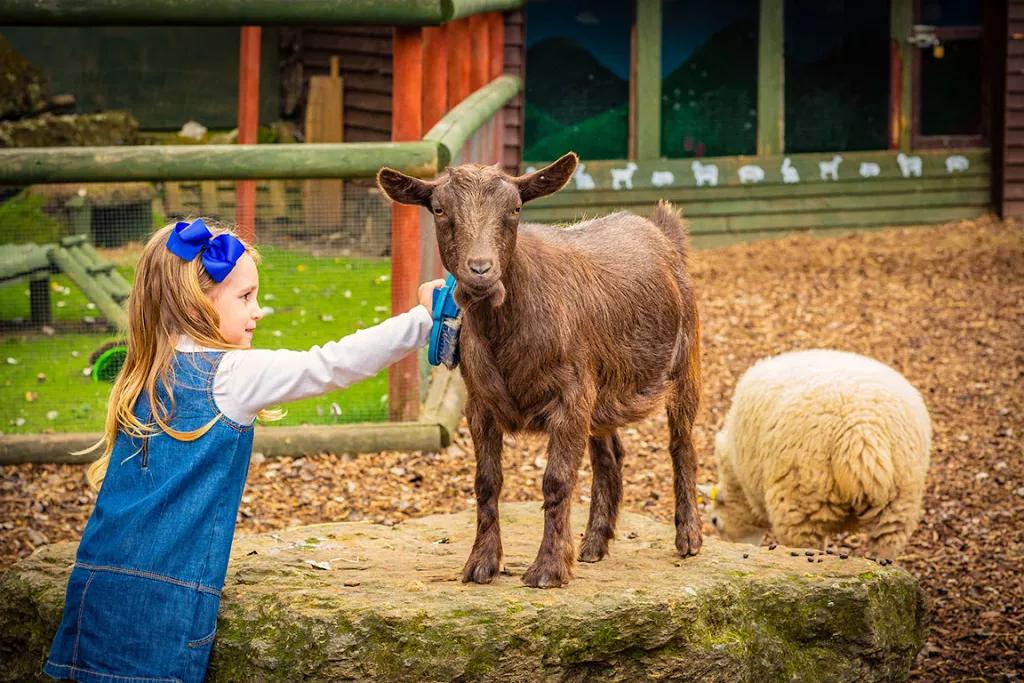 Yoohoo Children's Zoo A young girl brushing the fur of a goat at a petting zoo