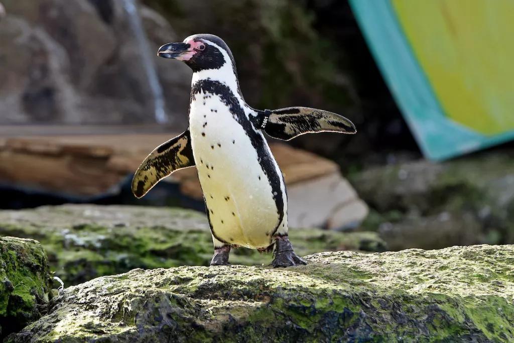 Penguins at Chessington Zoo A Humbolt penguin standing on a rock
