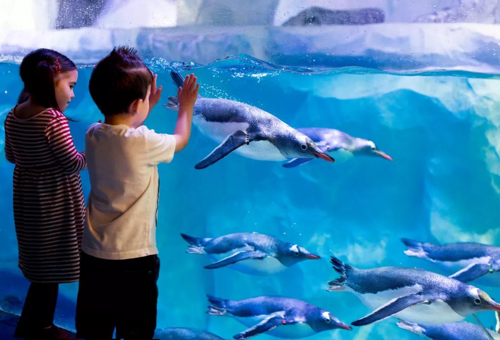 Penguins at SEALIFE London Two children looking at the penguins at SEALIFE London