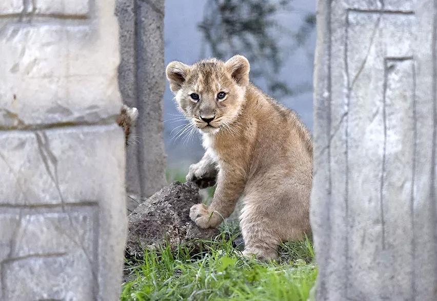 Lions at Chessington Zoo A lion cub facing the camera