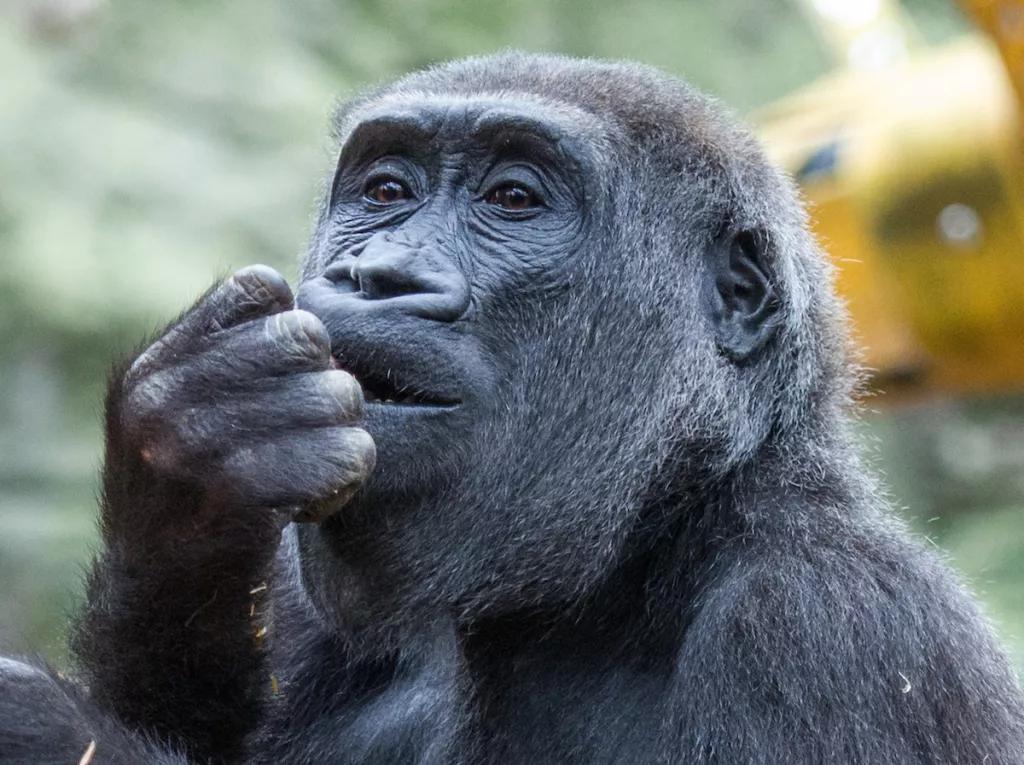 Gorillas at Chessington Zoo A close up image of a Western Lowland Gorilla putting food in its mouth
