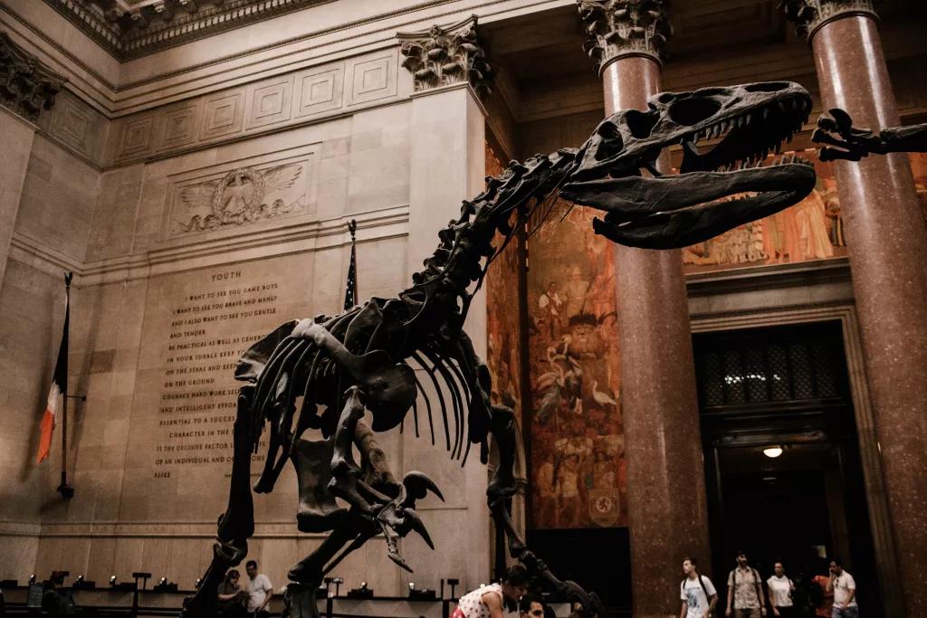 Museum of Natural History A large dinosaur skeleton inside the Museum of Natural History
