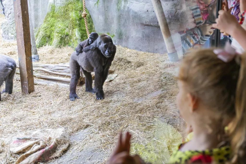 Gorillas at Chessington Zoo Guests looking through to an enclosure of gorillas at Chessington Zoo