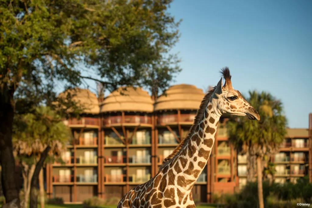 Disney's Animal Kingdom Lodge A giraffe roaming outside of guest rooms at Animal Kingdom Lodge