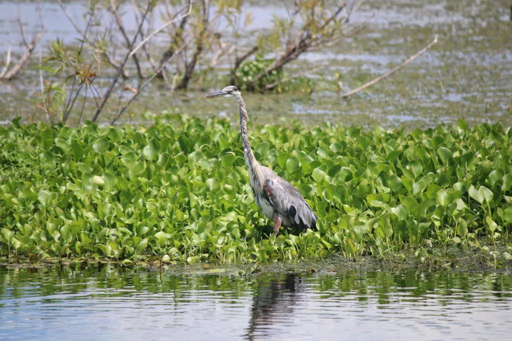 Lake Apopka Wildlife Drive A crane in the water at the Lake Apopka Wildlife Drive