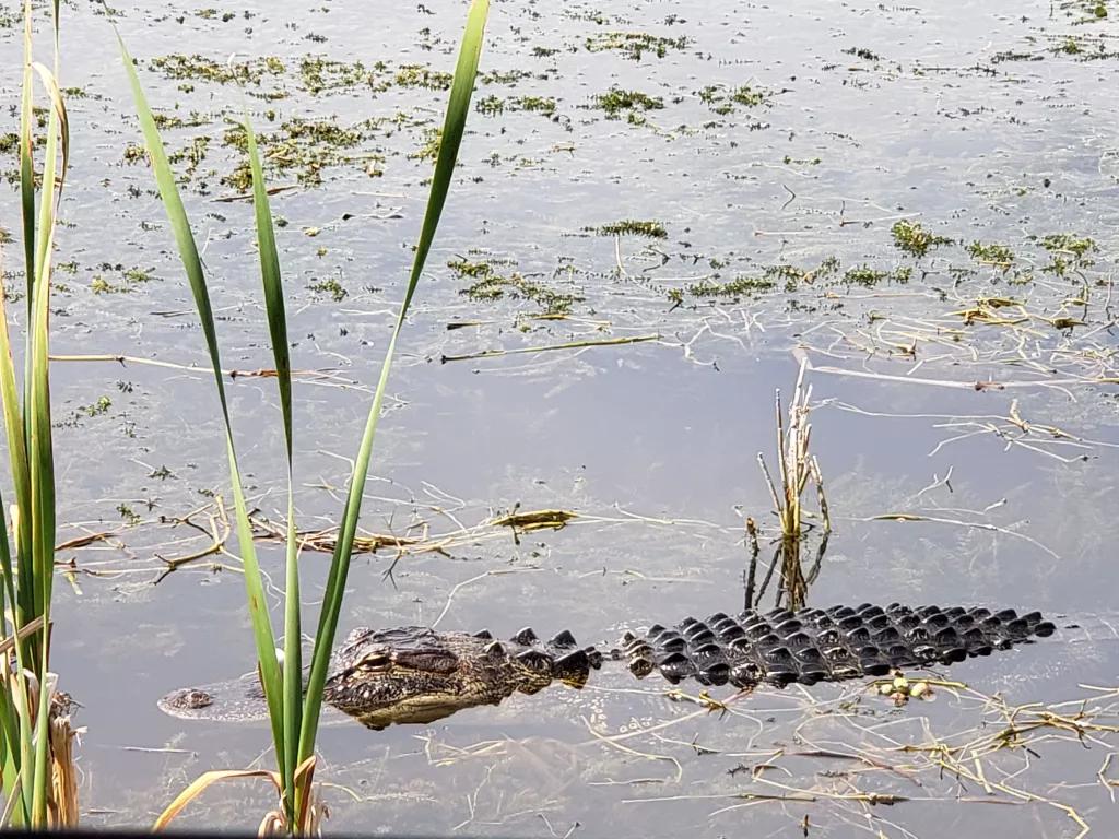 Alligators in Lake Apopka An alligator emerging from the water among reeds in Lake Apopka