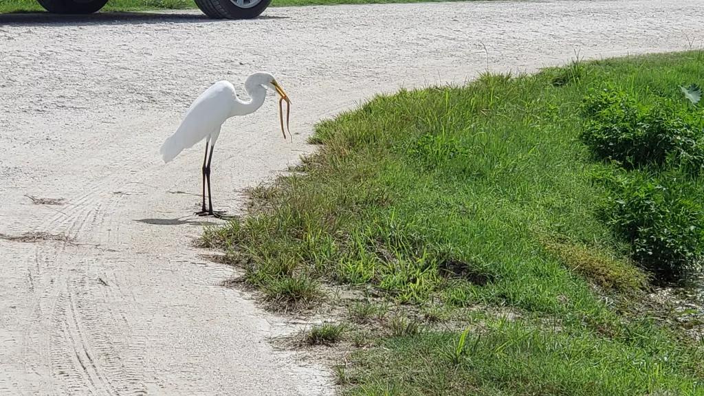 Wildlife at Lake Apopka A heron on the roadside eating a snake from the grass banks