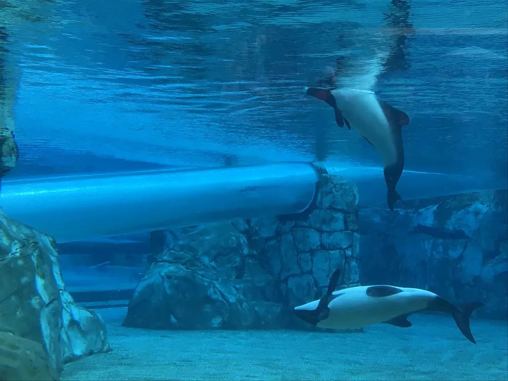 Dolphin Plunge Rutsche in Aquatica Dolphin Plunge Rutsche im Aquatica Wasserpark