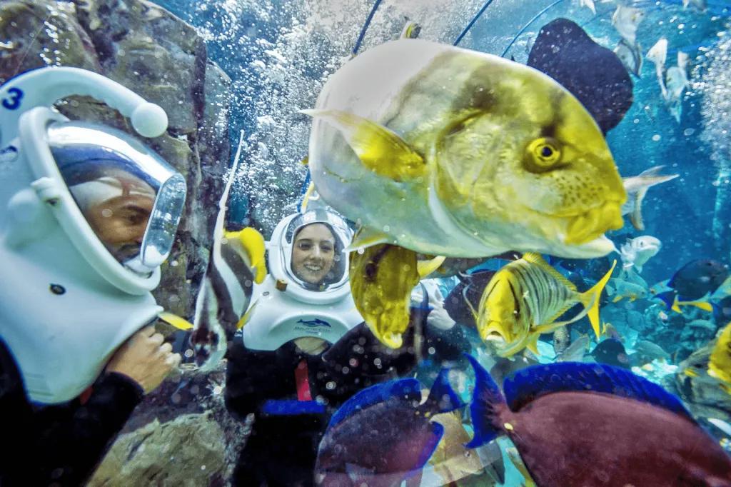 SeaVenture at Discovery Cove Two people in wetsuits and diving helmets underwater among tropical fish
