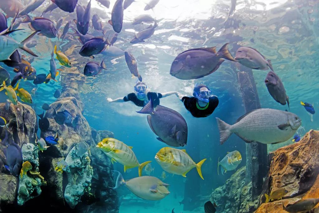Discovery Cove Two people underwater swimming with tropical fish