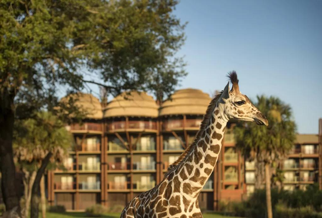 Die Animal Kingdom Lodge