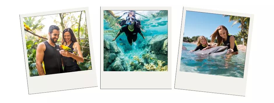 Discovery Cove Three polaroid images showing a couple holding a bird, someone snorkelling and a mother and daughter swimming with a dolphin