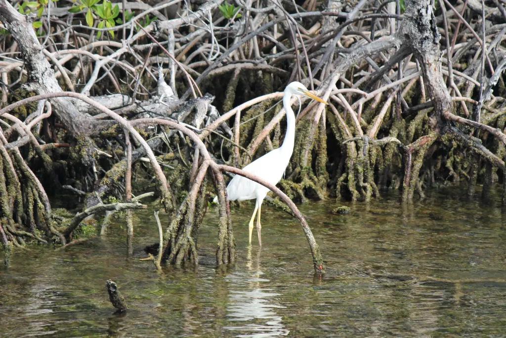 Everglades Alligator Farm A white wading bird standing in the water of the Everglades