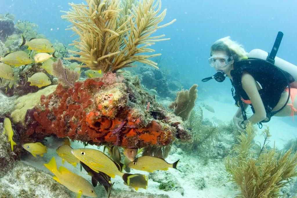 Diving in Key Largo A woman snorkelling next to a coral reef while fish swim by