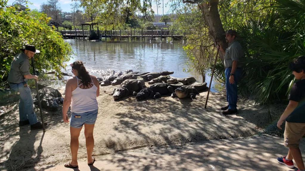 gatorland guest with gators
