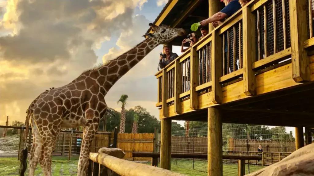 Real Wild Florida Adventure Giraffe feeding at Real Wild Florida Adventure