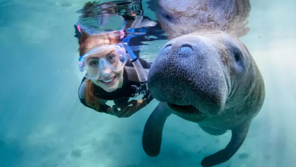 Swimming with Manatees Swimming with Manatees