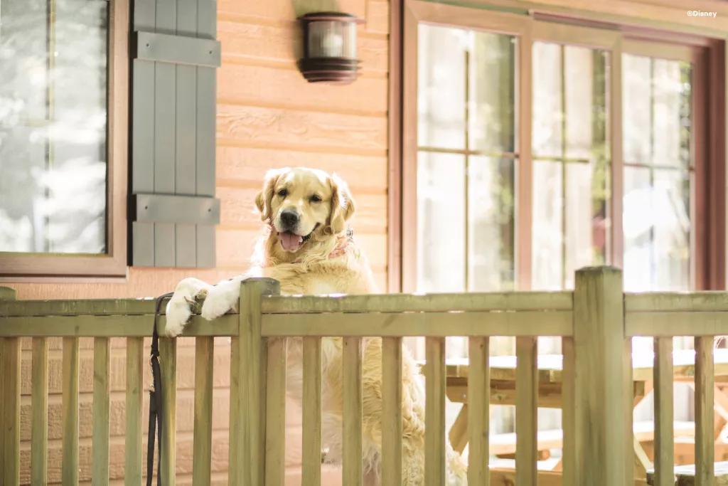 Dogs at Disney Davy Crockett Ranch A golden Labrador standing on its hind legs with its paws resting on a wooden fence