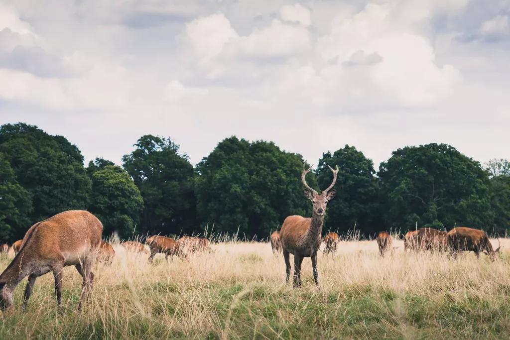 Hirsche im Richmond Park Hirsche stehen auf einer grünen Wiese im Richmond Park in London