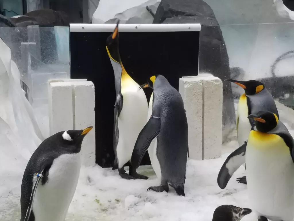 SeaWorld Penguin Habitat Penguins in an indoor habitat at SeaWorld Orlando