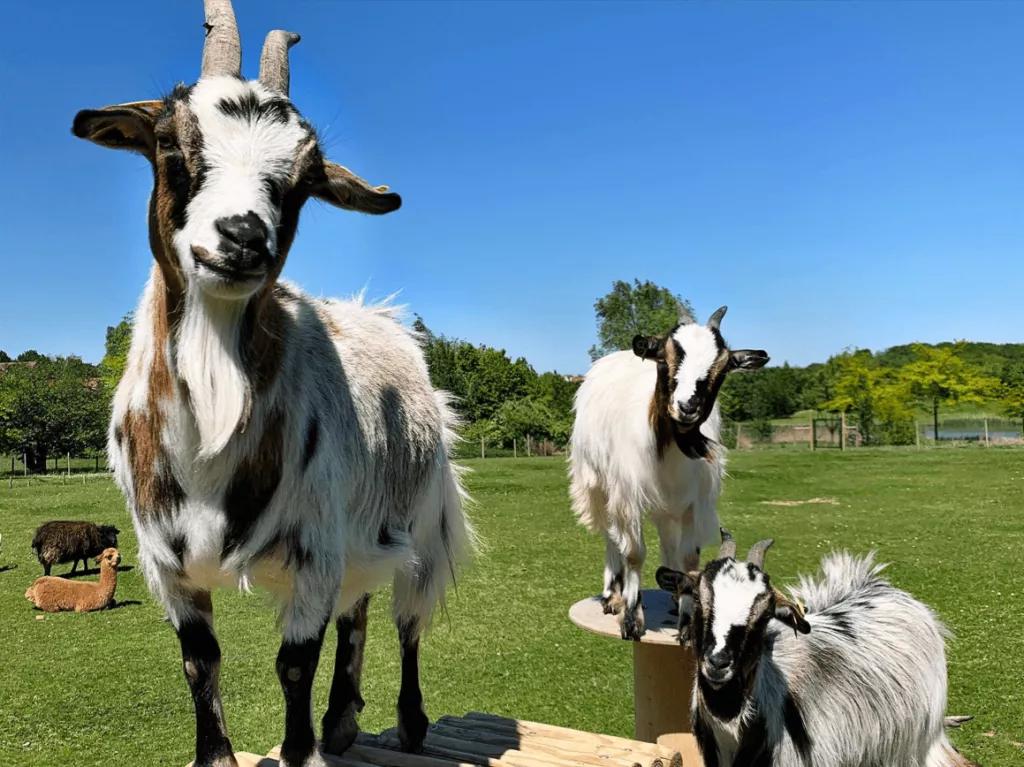 Campanile Val de France goats at Campanile Val de France