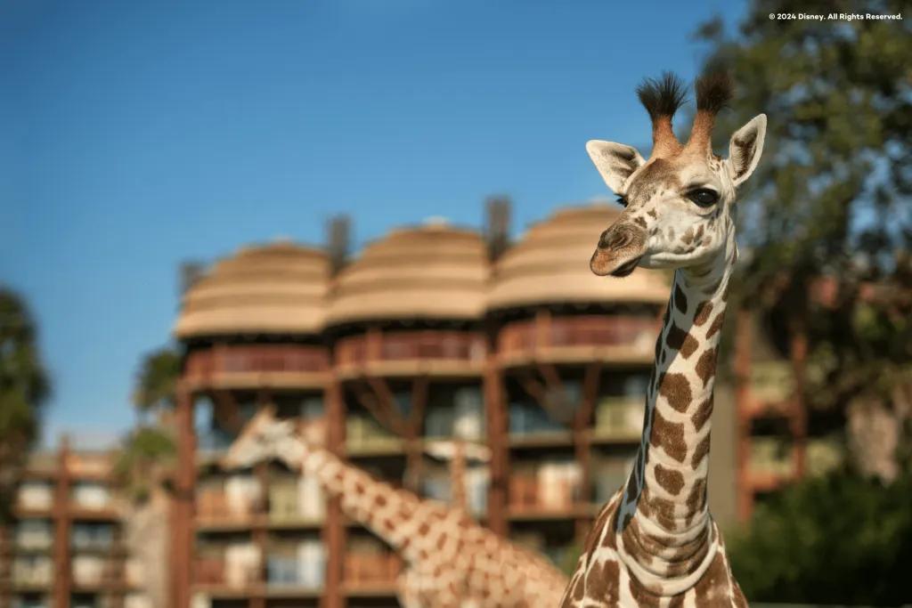 Disney's Animal Kingdom Lodge Two giraffes standing in front of an African-themed hotel building