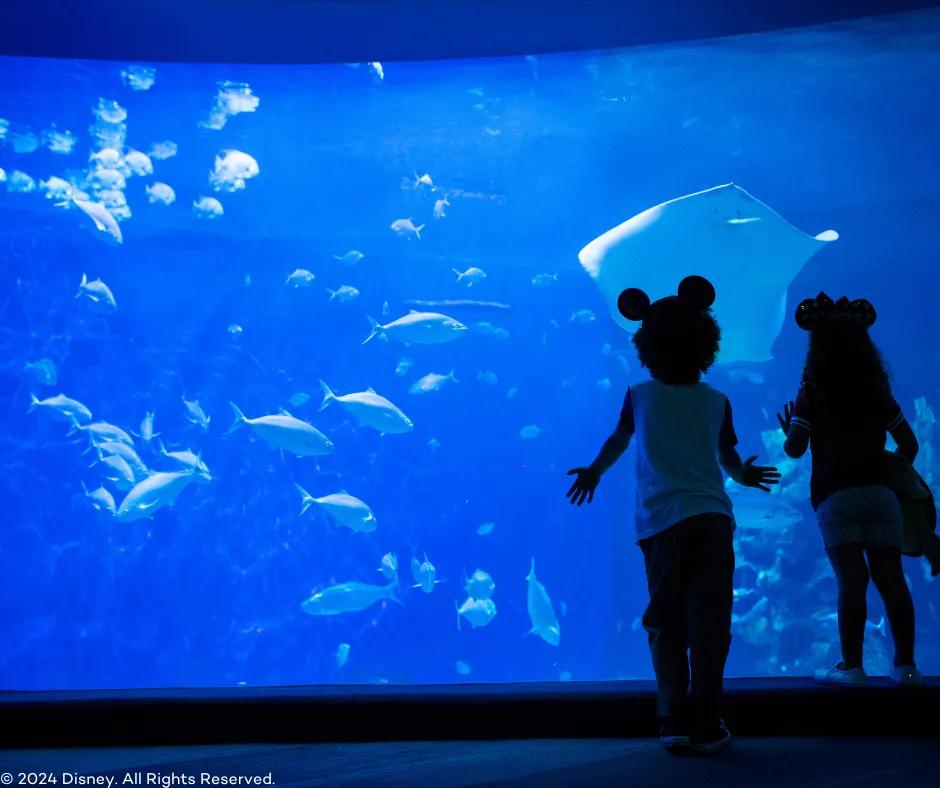 Aquarium in EPCOT Two children with their backs to the camera looking inside an aquarium where there are many fish and sting rays swimming. The kids have mickey ears on their heads.