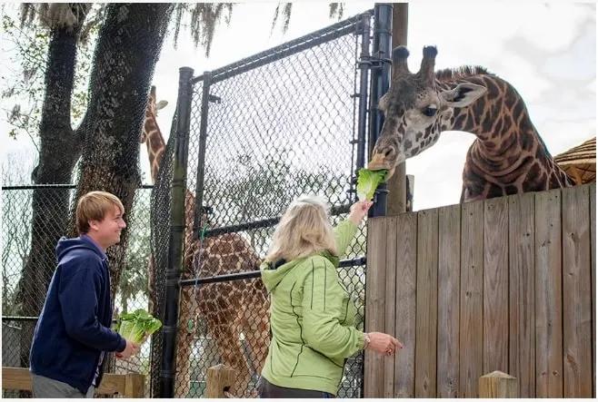Central Florida Zoo A man and a women feeding a giraffe at Central Florida Zoo