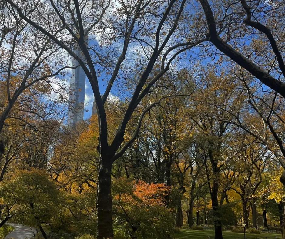 Central Park in New York City Blue skies in the background with many trees with different coloured leaves on them. To the left there is a path and behind the trees you can see a skyscraper.
