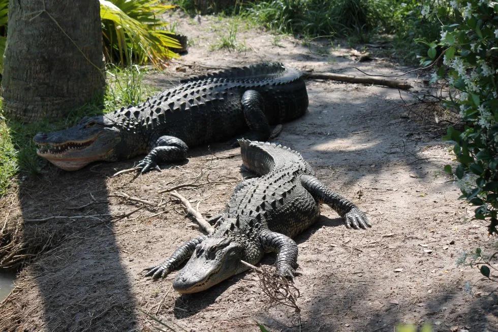 Wild Florida gators Wild Florida gators