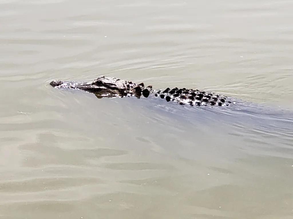 Alligator in Florida An alligator in a murky lake poking its head and body slightly out of the water.