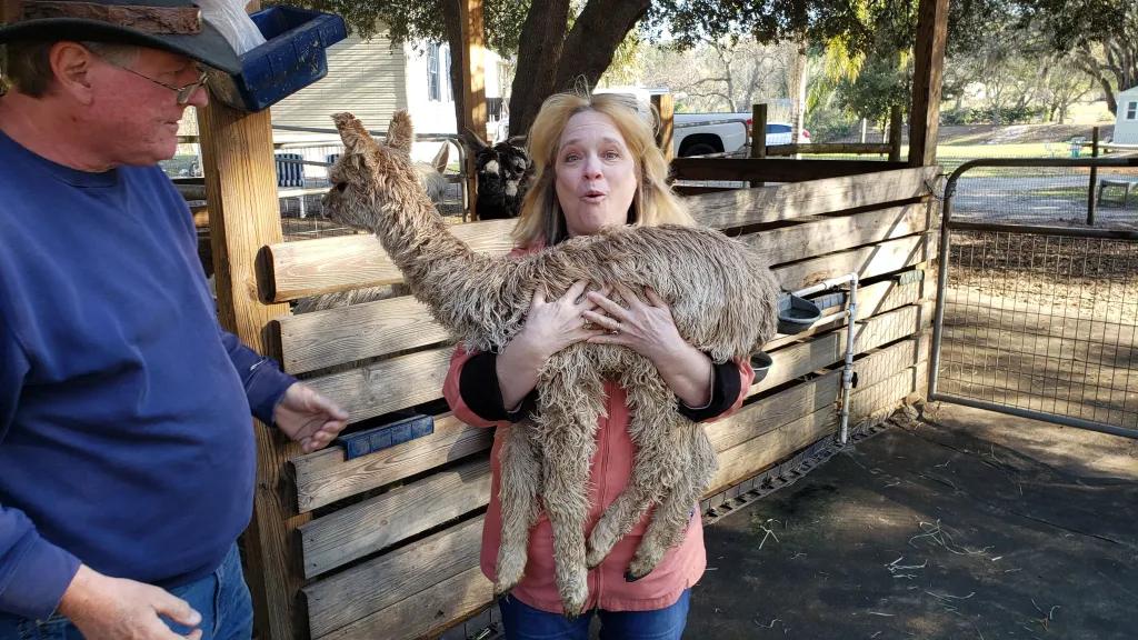 Alpaca farm Woman gasping as she holds up a baby alpaca in her arms, beige in colour. There is a man stood next to her looking on.