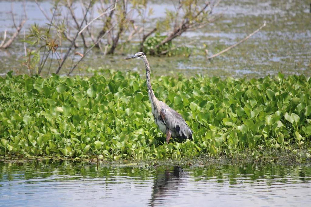 Lake Apopka wildlife Tall grey Heron with long neck stood in middle of lake with green plants surrounding it.