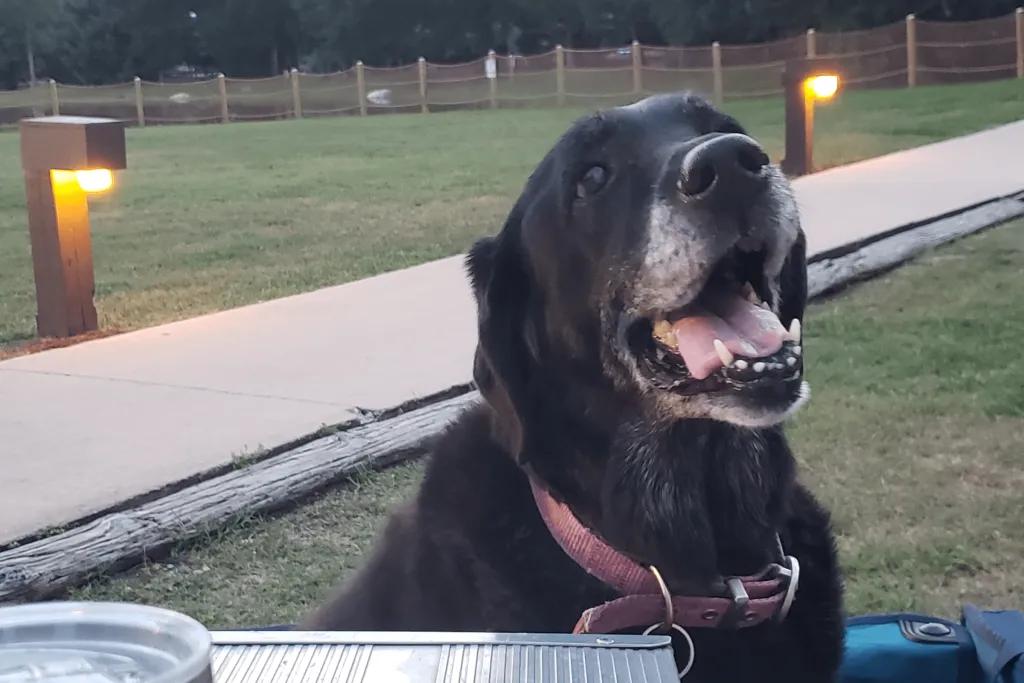 Dog in Disney Black Labrador sat happily at a table with a concrete path behind and some wooden lights.