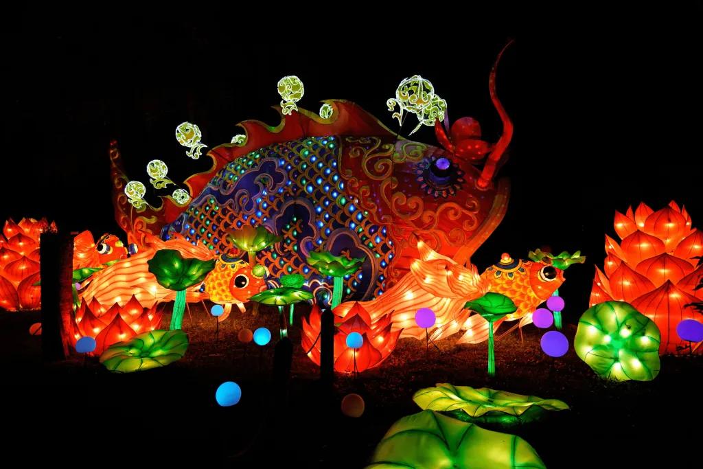 Asian Lantern Festival at the Central Florida Zoo Dark night with pretty bright light decorations lighting up. There is a giant goldfish with patterns on, lights shaped like fire and giant leaves.