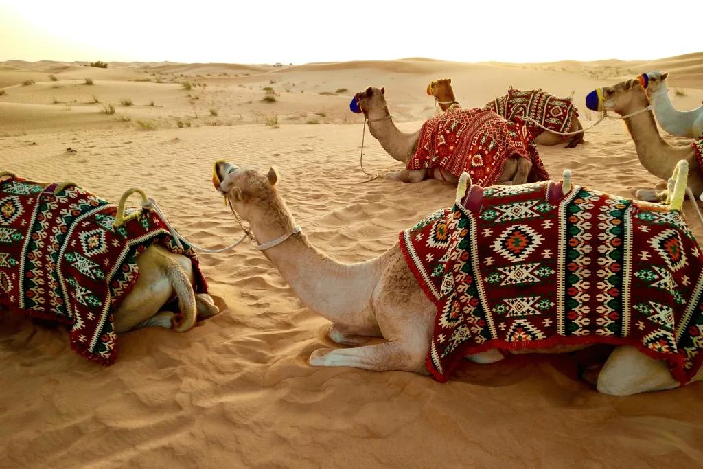 Abu Dhabi Desert There are six camels laying down in the Arabian desert's sand. They have saddles on them and a woollen patterned mat for comfort. Each of them are tied to another camel.