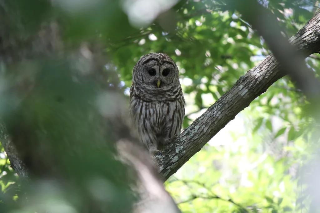 Bird Watching in Lake Apopka An owl sitting in a tree