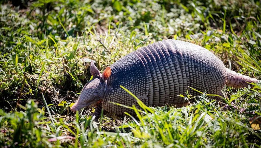 Wildlife at Lake Apopka An armadillo walking through short grass