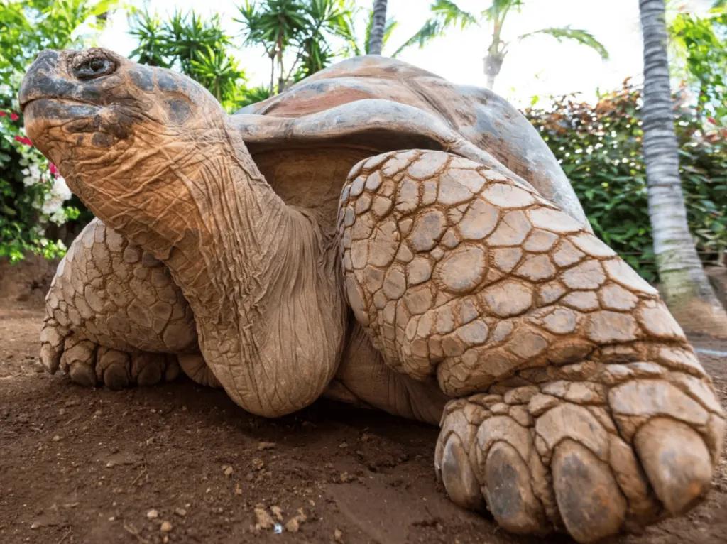 Loro Parque Zoo Eine Nahaufnahme einer großen Schildkröte