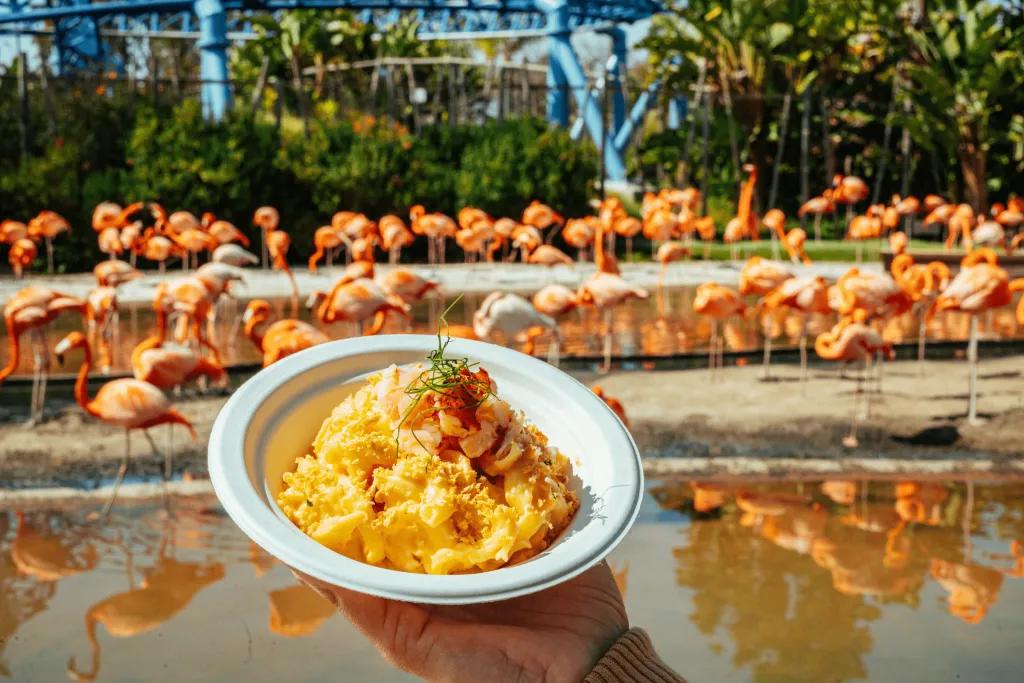 SeaWorld Seven Seas Food Festival Orange mash (or ice cream) dish being held up in front of a pond full of pink flamingos standing.