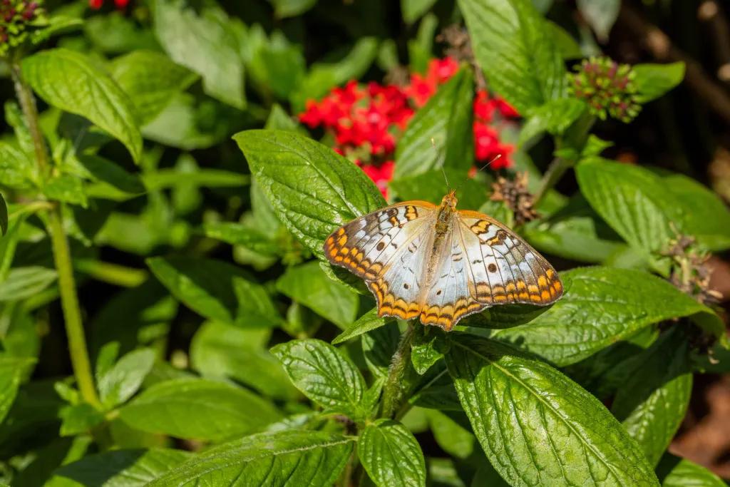 Butterfly Landing - EPCOT A brown and white coloured butterfly landed on green plants with pink flowers in the background.